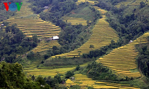 越南北方山区的梯田耕作文化 - ảnh 1