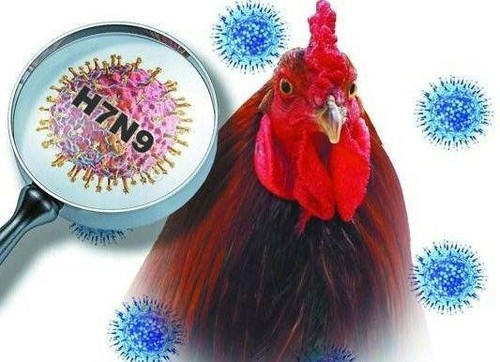 世卫组织提醒防范H7N9禽流感 - ảnh 1