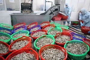 制订东盟虾类产品共同认证标准 - ảnh 1