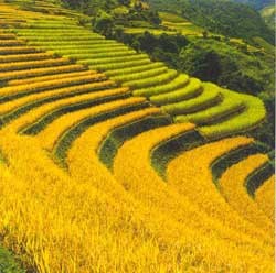 越南赫蒙族的农业耕作方式 - ảnh 1