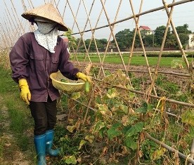 建设农产品重点生产区——广宁省的好做法 - ảnh 1