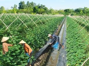 国际农业发展基金会向越南提供3400万美元用以发展农业和应对气候变化 - ảnh 1