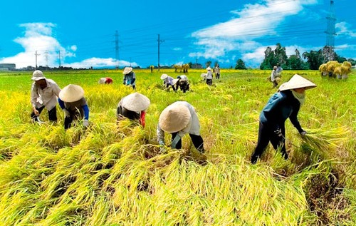 让农民做主——九龙江平原进行新农村建设的好经验 - ảnh 1