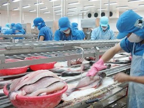 越南重组查鱼加工业结构 - ảnh 1