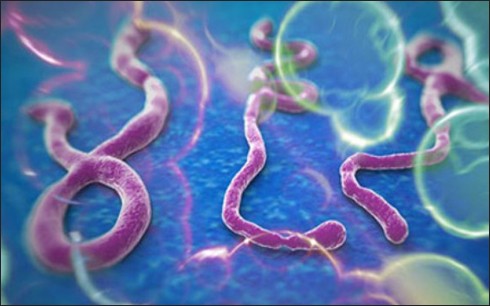 越南卫生部颁布防治埃博拉出血热疫情行动计划 - ảnh 1