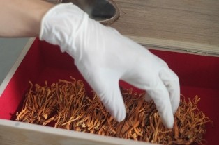 越南成功种植冬虫夏草的第一人——吴金莱 - ảnh 2