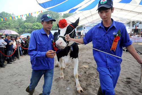 越南木州奶牛选美比赛 - ảnh 9