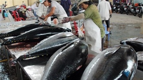 越南希望与日本的金枪鱼出口合作取得成功 - ảnh 1