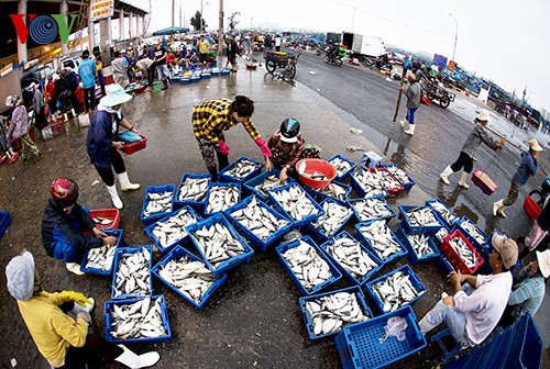 岘港市寿光海鱼市场热闹的春天 - ảnh 20