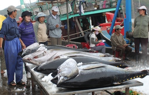 越南的金枪鱼捕捞业 - ảnh 3