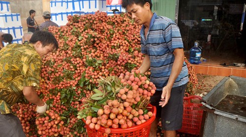越南选民对农业与农村发展部长及工贸部长在质询中的回答发表看法 - ảnh 1