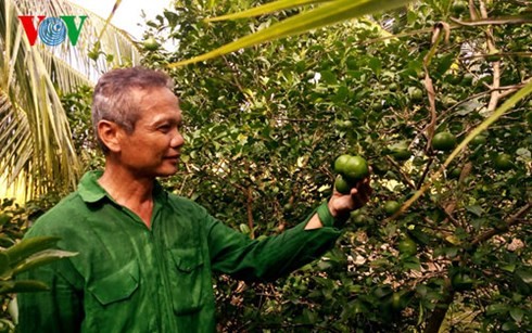 高棉族农民石弟成为二好干部的故事 - ảnh 1