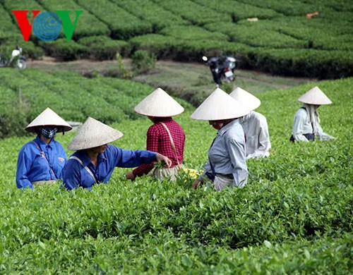 宣光省采用越南良好农业规范（VietGap）认证标准生产茶叶 - ảnh 1