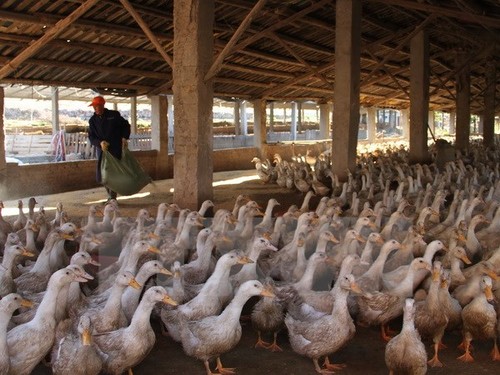 中国发现一例感染H5N1禽流感病例 - ảnh 1