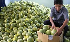 绿皮柚子为槟椥省居民建设新农村做出贡献 - ảnh 1