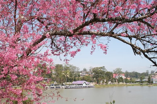 第一次大叻樱花节将于2017年1月中旬举行 - ảnh 1
