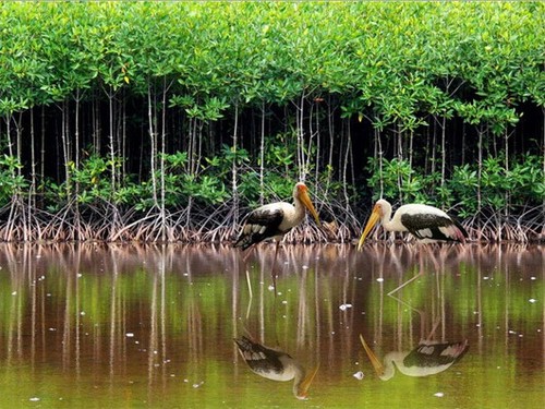 越南可持续发展红树林 - ảnh 1