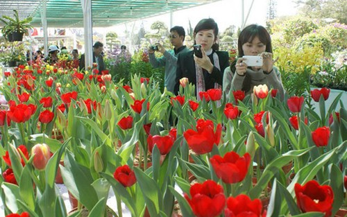 日本公司计划在越南大叻投资种植出口鲜花 - ảnh 1