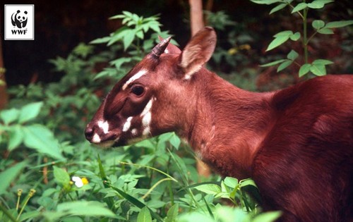 越南将建立世界上第一个安南锭角羚繁育中心 - ảnh 1