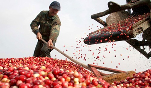 推动越南农产品进入高标准市场 - ảnh 1