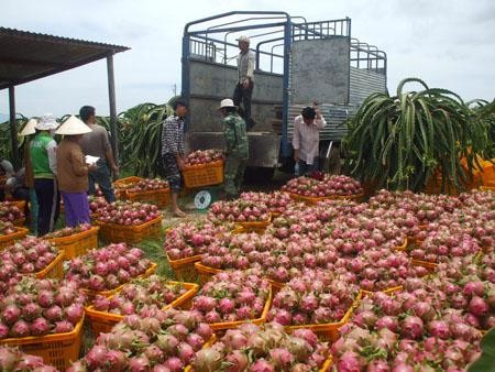 《越欧自贸协定》——提高越南企业管理能力和推动农产品出口的良机 - ảnh 2