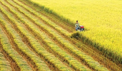 越南-瑞士：遥感技术与保险在水稻生产中的应用 - ảnh 1