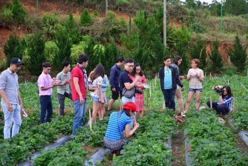 农场体验游——林同省的特色旅游产品 - ảnh 2
