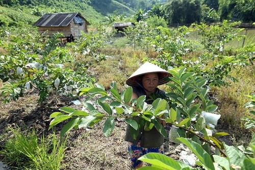 以人为中心- 越南国家减贫计划成功的关键  ​ - ảnh 1