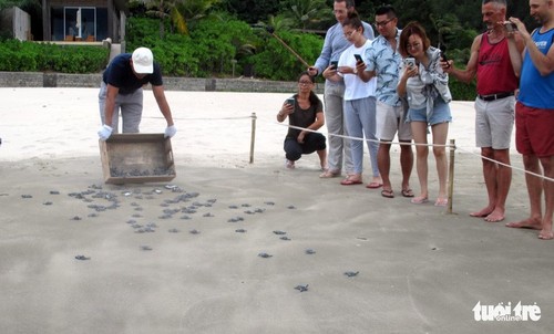 昆仑岛是地区乃至世界重要的海龟保护区 - ảnh 1