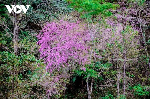 观赏越南西北地区预示着春天到来的山花 - ảnh 1