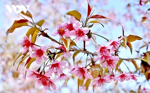 观赏越南西北地区预示着春天到来的山花 - ảnh 2
