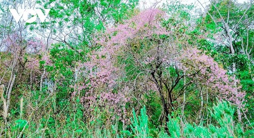 观赏越南西北地区预示着春天到来的山花 - ảnh 4