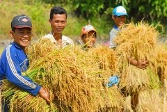 Landwirtschaft spielt eine Schlüsselrolle in der Entwicklung Vietnams - ảnh 1