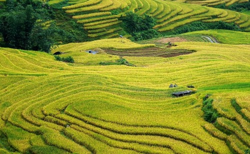 Genuss des Gelbs von reifen Reisfeldern in Y Ty - ảnh 1
