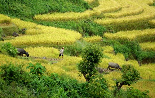 Genuss des Gelbs von reifen Reisfeldern in Y Ty - ảnh 12