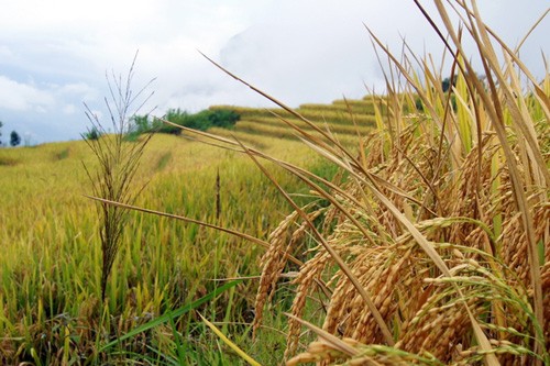 Genuss des Gelbs von reifen Reisfeldern in Y Ty - ảnh 13
