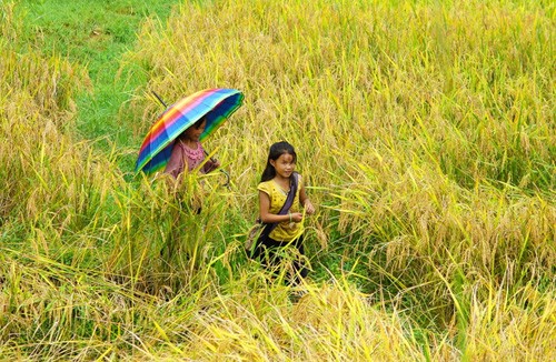 Genuss des Gelbs von reifen Reisfeldern in Y Ty - ảnh 14