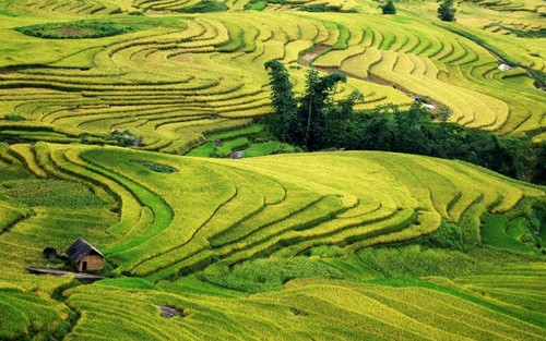 Genuss des Gelbs von reifen Reisfeldern in Y Ty - ảnh 2