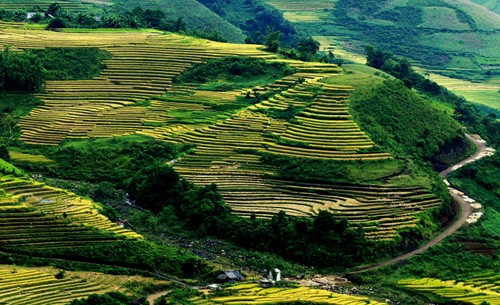 Genuss des Gelbs von reifen Reisfeldern in Y Ty - ảnh 3