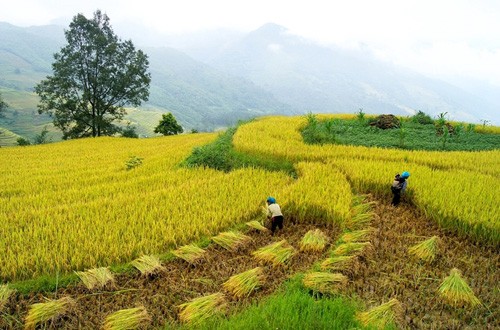 Genuss des Gelbs von reifen Reisfeldern in Y Ty - ảnh 4
