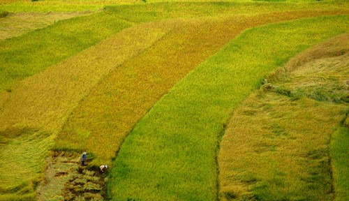 Genuss des Gelbs von reifen Reisfeldern in Y Ty - ảnh 5