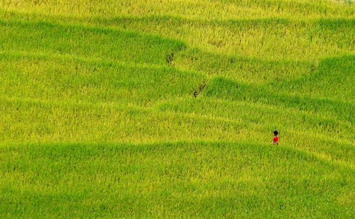 Genuss des Gelbs von reifen Reisfeldern in Y Ty - ảnh 6