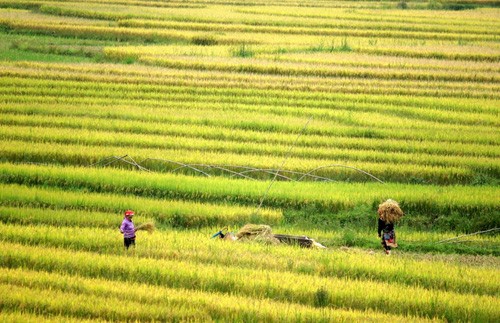 Genuss des Gelbs von reifen Reisfeldern in Y Ty - ảnh 7