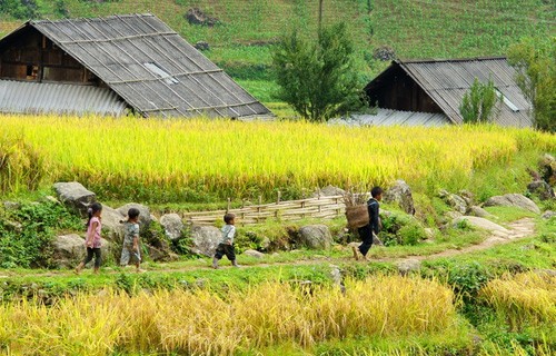Genuss des Gelbs von reifen Reisfeldern in Y Ty - ảnh 9