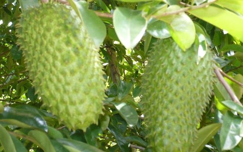 Bekannte Früchte in Obstgärten im Südwesten - ảnh 10