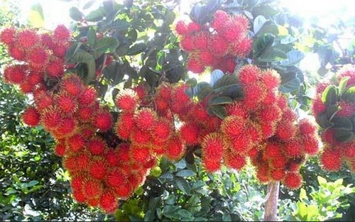 Bekannte Früchte in Obstgärten im Südwesten - ảnh 11