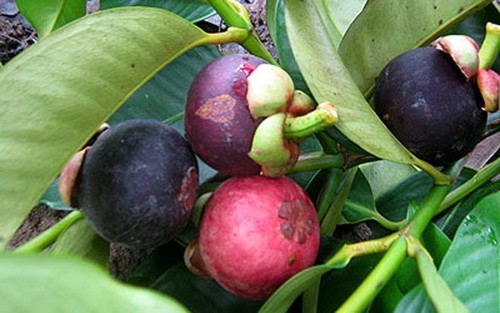 Bekannte Früchte in Obstgärten im Südwesten - ảnh 3