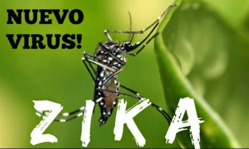 Zika-Virus: Kein Fall in Vietnam  - ảnh 1
