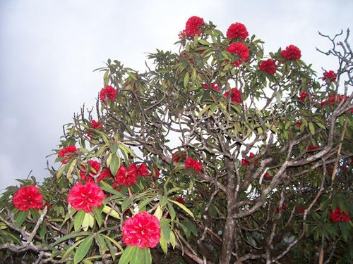„Das Königsreich von Rhododendron” im Nationalpark Hoang Lien - ảnh 1