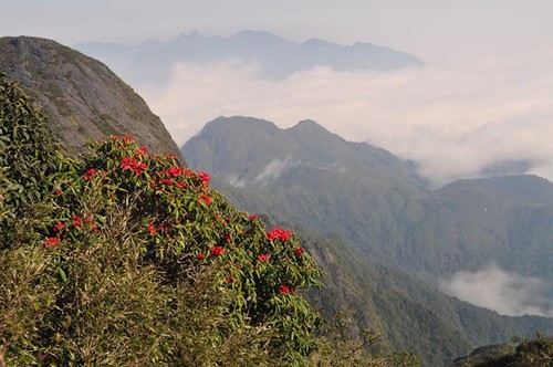 „Das Königsreich von Rhododendron” im Nationalpark Hoang Lien - ảnh 10